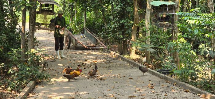  Một ngày 2 bận, cụ Trực cho đàn gà ăn bằng cách đi khắp vườn nhà và kêu chúng ra ăn 