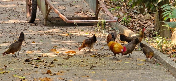 Gà rừng cụ Trực nuôi thả trong vườn 