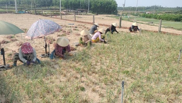 Vào tháng 4, vùng chuyên canh hành tím ở thôn Thanh Thủy (xã Bình Hải, huyện Bình Sơn, tỉnh Quảng Ngãi) lại bước vào thu hoạch.