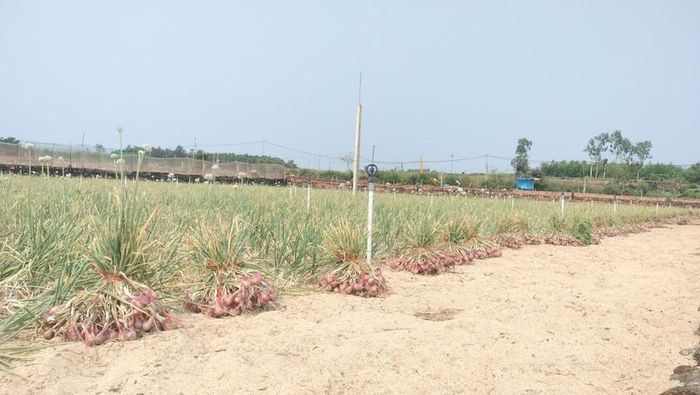 Hành tím Bình Hải có nguồn gốc từ Lý Sơn, được đưa về trồng thử nghiệm từ hơn 30 năm trước. Đến nay, cây trồng này trở thành chủ lực của địa phương với khoảng hơn 400 hộ sống bằng nghề trồng hành.