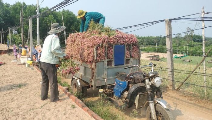 Hành tím sau khi thu hoạch được vận chuyển về nhà. Hành tím hiện đang có giá khoảng 30.000 đồng/kg, mang lại khoản thu nhập đáng kể cho người dân.