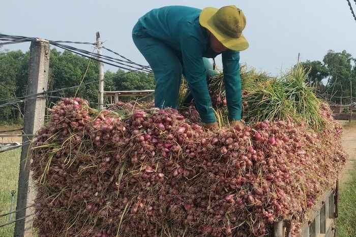Cục Sở hữu trí tuệ cũng đã công nhận nhãn hiệu hành tím Bình Hải và từng bước xây dựng vùng chuyên canh sản xuất theo tiêu chuẩn VietGAP với trên 20ha.