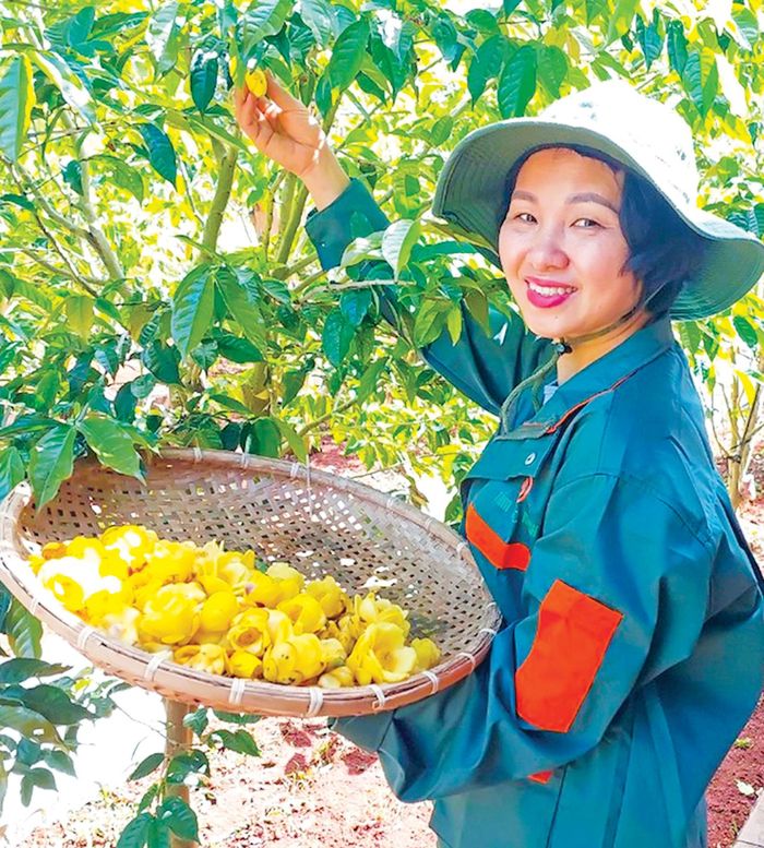 Công nhân thu hoạch trà từ vườn trà hơn 13 ha của ông Cương
