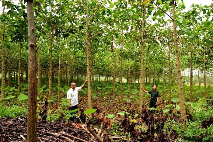 Cựu chiến binh Phạm Đăng Lịch, ở thị trấn Lu (Bảo Thắng - Lào Ca) cùng đồng đội trong trang trại vườn rừng của gia đình, mỗi năm thu nhập hơn 500 triệu đồng. Ảnh: Quốc Hồng