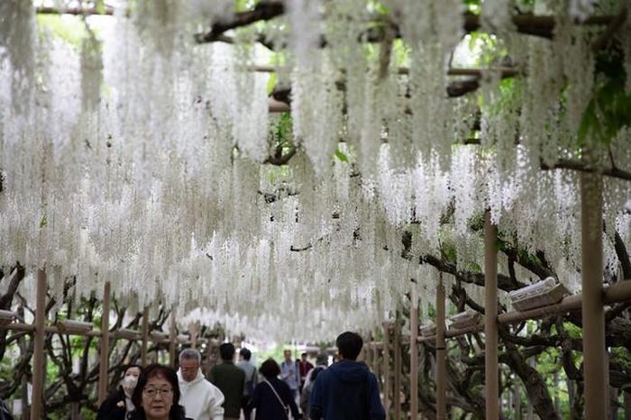 Đường hầm hoa tử đằng trắng tại công viên Ashikaga