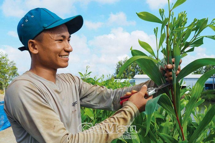 Anh Nguyễn Văn Long với công việc cắt, ươm cây giống tại Công ty TNHH MTV Lâm nghiệp U Minh Hạ.