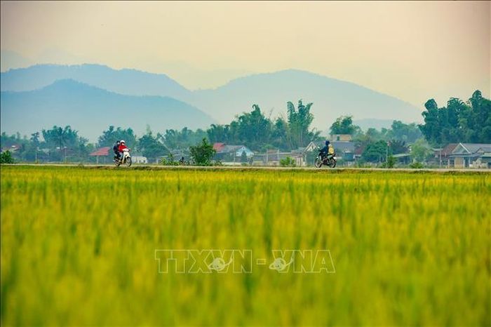Khung cảnh yên bình trên cánh đồng Mường Thanh.