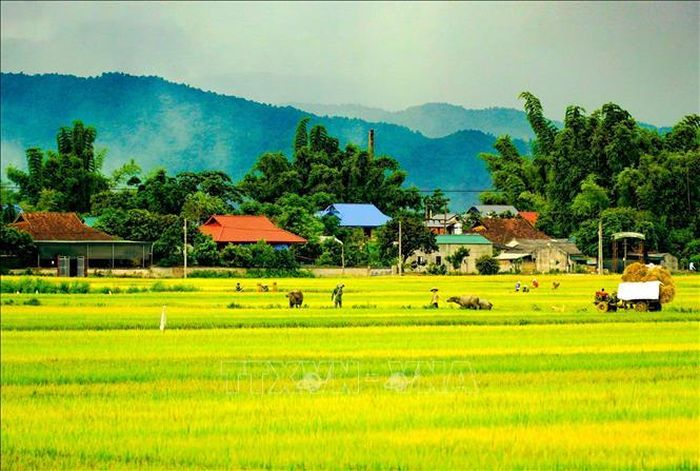Khung cảnh yên bình trên cánh đồng Mường Thanh.