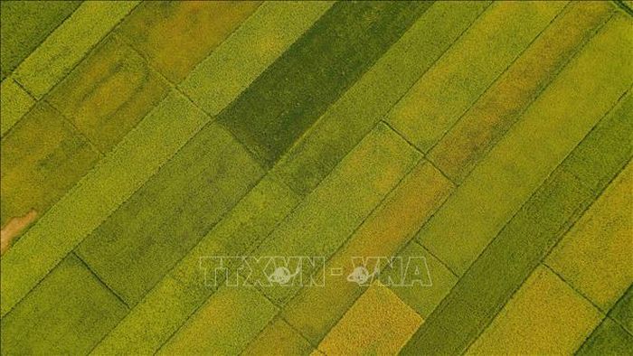 Những thửa ruộng trên cánh đồng Mường Thanh.