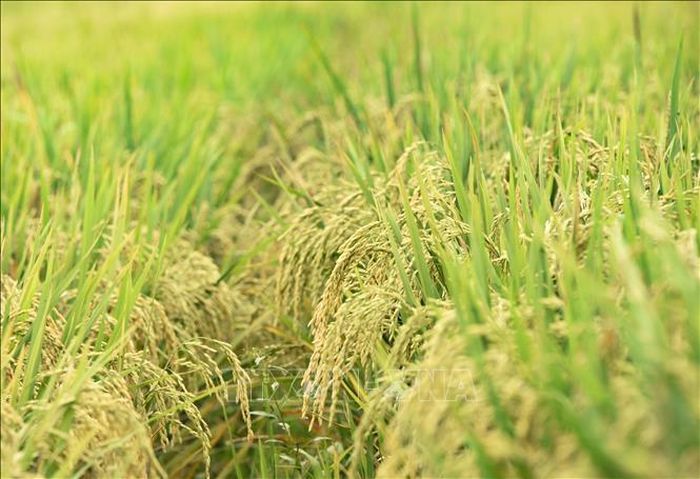 Giống lúa Tám thơm nổi tiếng của tỉnh Điện Biên.