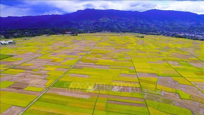 Mùa gặt, nhìn từ trên cao, cánh đồng Mường Thanh như những bảng màu rực rỡ.