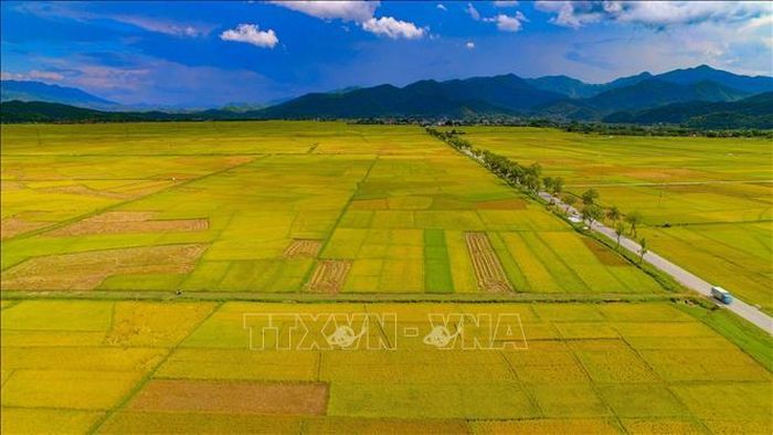 Mùa lúa chín vàng trên cánh đồng Mường Thanh.