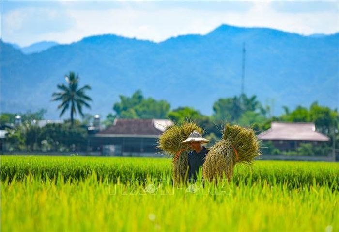 Người dân thu hoạch lúa trên cánh đồng Mường Thanh.