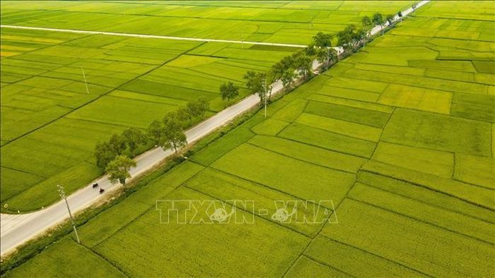 Quốc lộ 279 chạy giữa cánh đồng Mường Thanh.