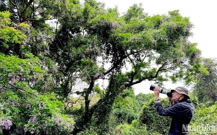 Ông Franz Johann, 67 tuổi, quốc tịch Đức đã dành 2 tháng du lịch đến Đà Nẵng, mê đắm hoa thàn mát và Voọc chà vá chân nâu. Ông nói rằng thiên nhiên trên Bán đảo Sơn Trà là một bức tranh tuyệt đẹp và mỗi khoảnh khắc trôi qua đối với một nghệ sỹ nhiếp ảnh, là điều tuyệt vời nhất ông được trải nghiệm khi đến Bán đảo Sơn Trà mùa hoa thàn mát: - Ảnh: Anh Đào