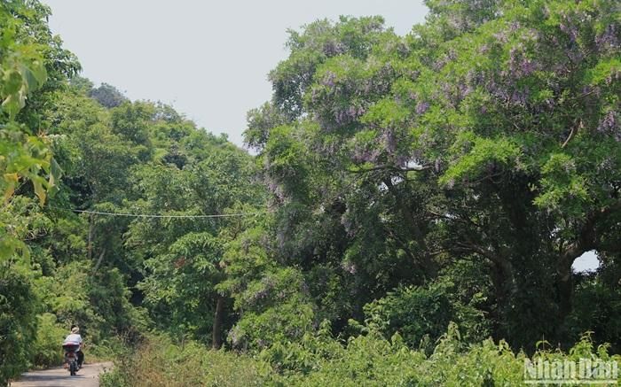 Dọc tuyến đường lên bán đảo, du khách thường bắt gặp hình ảnh những nhiếp ảnh gia chạy theo thời gian để săn được những bức ảnh đẹp của Nữ hoàng linh trưởng Voọc chà vá chân nâu trên hoa thàn mát vào từng thời khắc nhất định trong ngày - Ảnh: Anh Đào