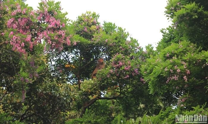 Khu bảo tồn thiên nhiên Sơn Trà hiện có rất nhiều cá thể sinh sống, trong ảnh là khoảnh khắc một chú khỉ đang ăn lá cây thàn mát - Ảnh: Anh Đào