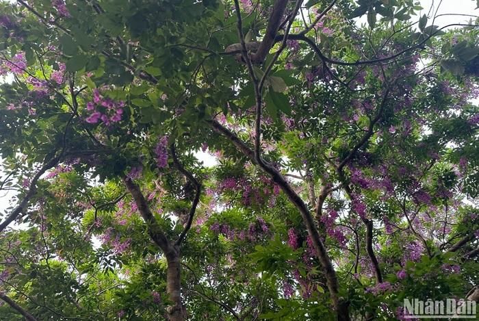 Nếu may mắn đứng dưới một tán cây thàn mát, khi nhìn lên bầu trời bạn sẽ gặp một bức tranh với khoảnh khắc duy nhất không thể nào lặp lại - Ảnh: Anh Đào