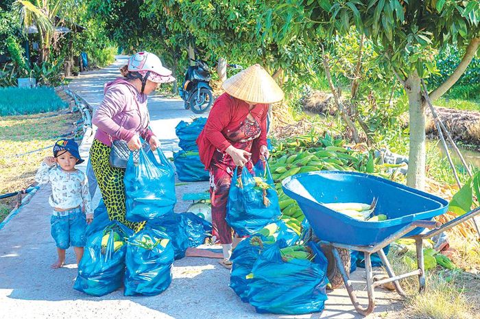 Thương lái thu mua bắp tại đồng đem đi phân phối