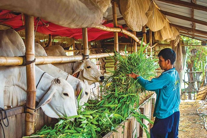 Thân cây bắp được tận dụng làm thức ăn chăn nuôi bò