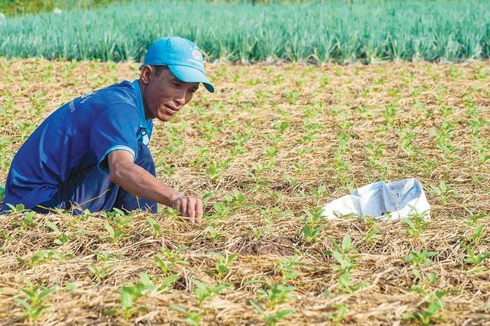 Nhổ cỏ dại để củ cải trắng phát triển