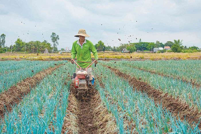Làm đất giúp cây màu phát triển tốt, tăng năng suất
