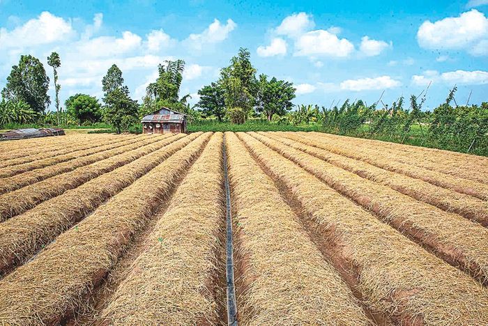 Đất rẫy đã được lên liếp, sẵn sàng xuống giống vụ mùa mới