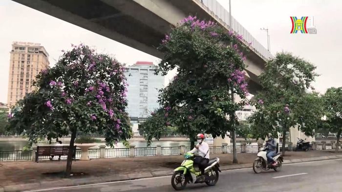 Khắp phố phường Hà Nội lại được tô điểm bởi sắc tím bằng lăng lãng mạn, báo hiệu mùa hè chuẩn bị đến.