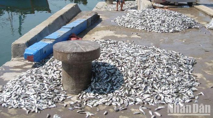 Trong cá nóc có thành phần chủ yếu là tetrodotoxins, thuộc nhóm độc tố thần kinh cực kỳ nguy hiểm.