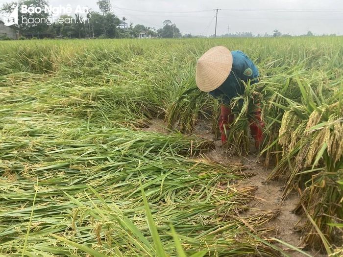  Nông dân xã Hoa Thành (Yên Thành) đang khắc phục lúa đổ rạp. Ảnh: Văn Trường 