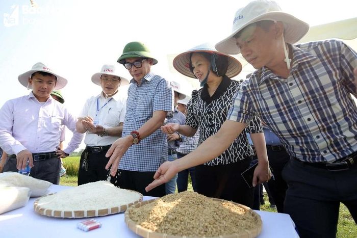 Lãnh đạo Cục Trồng trọt và Sở Nông nghiệp và Phát triển nông thôn kiểm tra chất lượng gạo SYN8. Ảnh: Phú Hương