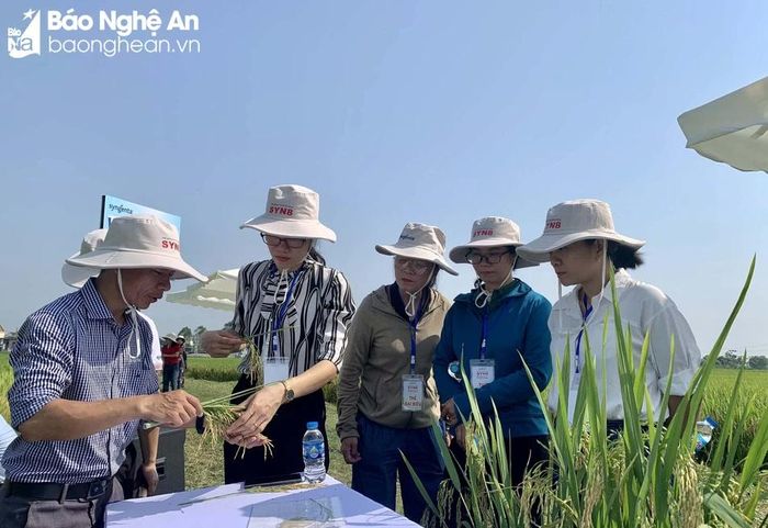 Giống lúa SYN8 phát triển rất tốt với những ưu thế vượt trội. Ảnh: Phú Hương