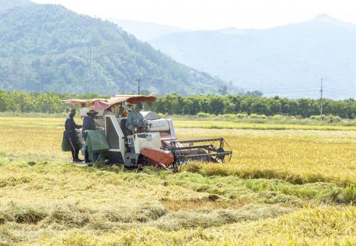 Nông dân huyện Diên Khánh thu hoạch lúa đông xuân.