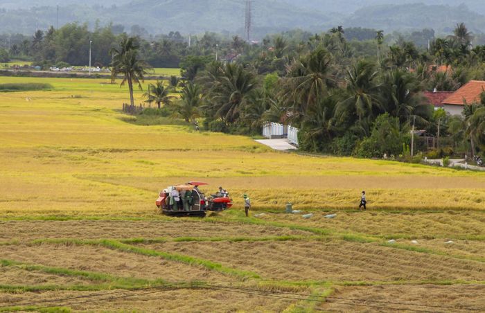 Nông dân thị xã Ninh Hòa thu hoạch lúa đông xuân.