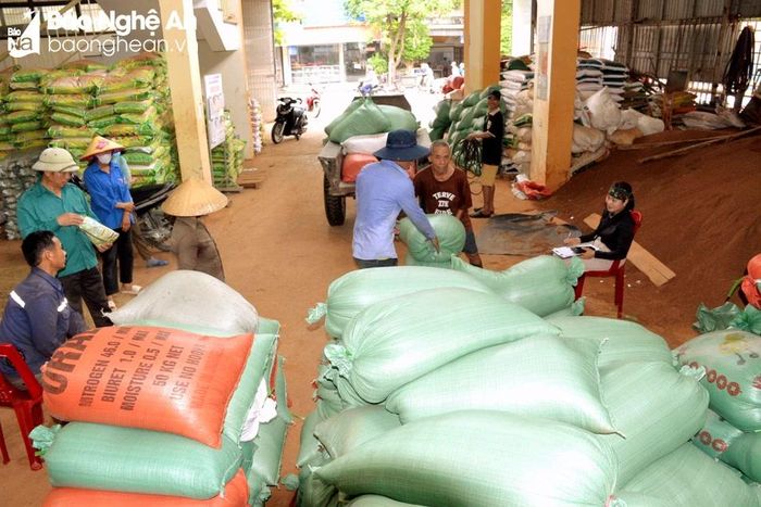  Hợp tác xã dịch vụ nông nghiệp Thọ Thành thu mua lúa tươi cho bà con nông dân. Ảnh: Xuân Hoàng 