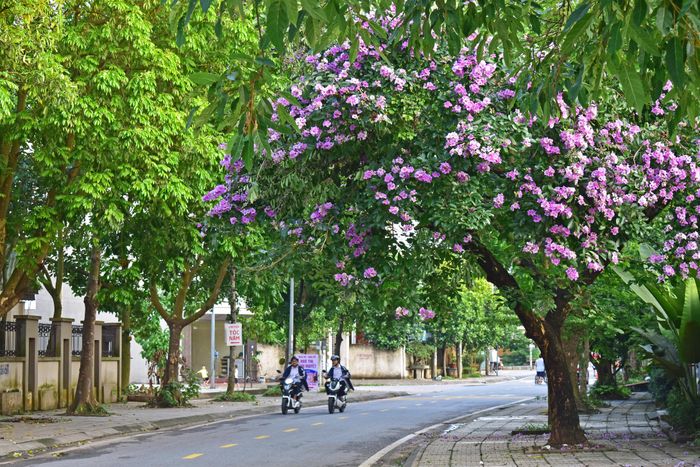 Bằng lăng là loài cây thân gỗ, phân nhánh nhiều ở trên cao, tán rộng