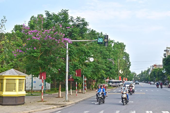 Bằng lăng đẹp từ khi mới chớm nở, sắc tím bằng lăng tạo cảm giác yên bình nơi phố thị