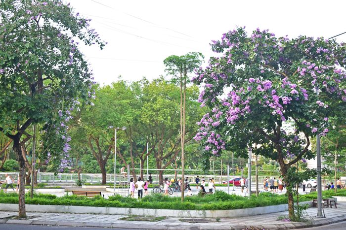 Sắc tím của hoa khiến cho không gian như dịu mát hơn trong những ngày hè nắng nóng.