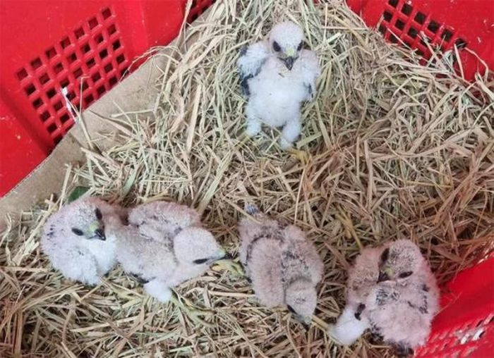 Những chúa tể săn mồi được ấp nở như gà, vịt.