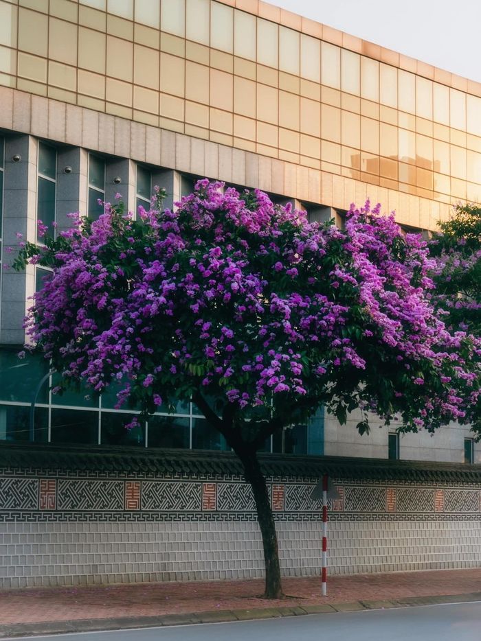 Tháng 5 là thời điểm hoa bằng lăng nở rộ đẹp nhất trên đường phố Hà Nội. Ảnh: Mạnh Phí.
