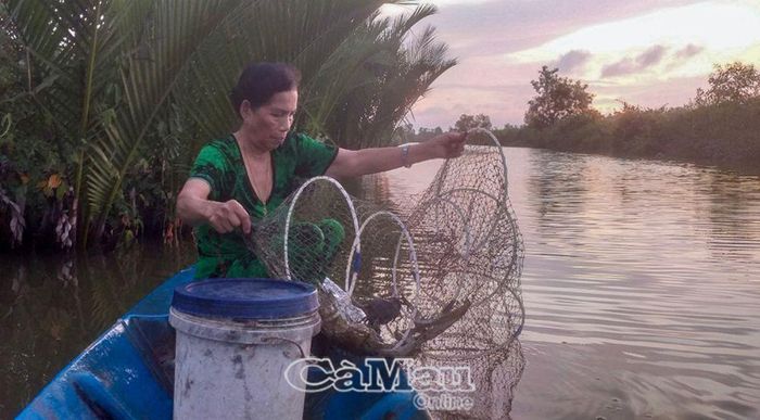  Bà Nguyễn Thị Liễu, ấp Tân Trung, xã Tân Duyệt, đang bắt tôm nuôi theo mô hình quảng canh cải tiến của gia đình.