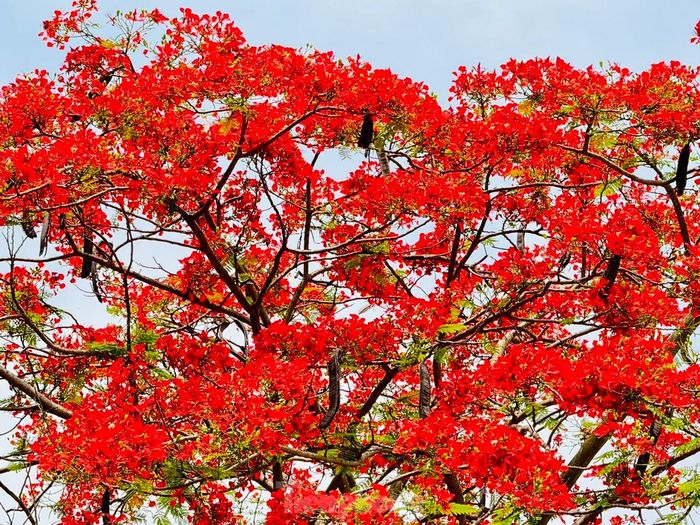  Phượng nở “cháy rực” khắp sân trường, trên nhiều tuyến phố của Thủ đô như “thắp lửa” báo hiệu mùa thi, mùa chia tay của học sinh, sinh viên. 