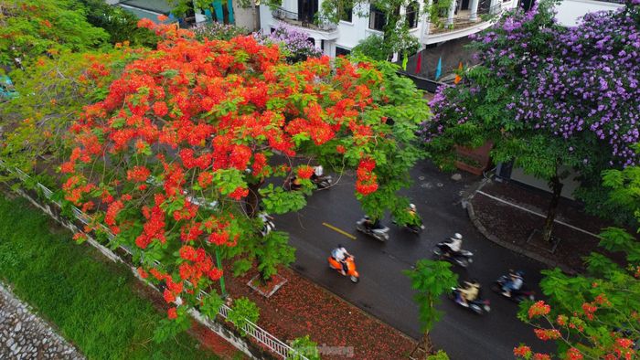  Khi tiếng ve bắt đầu râm ran ngân nga báo hiệu hè về cũng là lúc phượng vĩ đến mùa nở hoa rực rỡ. Dọc tuyến đường ven sông Tô Lịch bắt đầu từ phố Giáp Nhất, Nguyễn Ngọc Vũ, Nguyễn Khang... kéo dài gần chục km bắt đầu được nhuộm đỏ rực bởi sắc hoa phượng vĩ. 