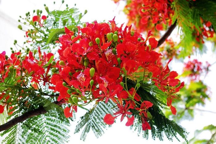  Phượng vĩ còn có tên là xoan tây hay điệp tây. Cánh hoa của phượng vĩ lớn, với 4 cánh hoa tỏa rộng màu đỏ cam, còn cánh hoa thứ năm mọc thẳng, lốm đốm màu trắng. Hoa phượng nở thành từng chùm, nở rộ từ tháng 5 đến giữa tháng 9 hàng năm. 
