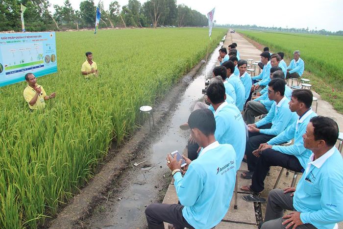 Nâng cao chất lượng lúa gạo