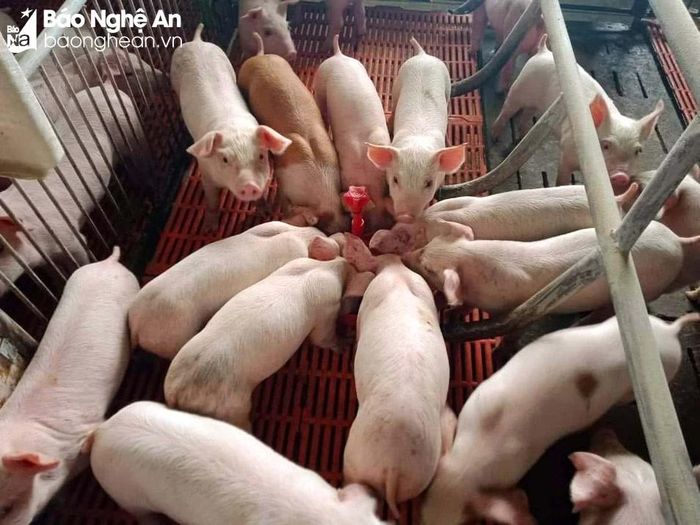 Dù giá lợn hơi tăng mạnh song hầu hết người chăn nuôi vẫn thận trọng trong tái đàn. Ảnh: T.P