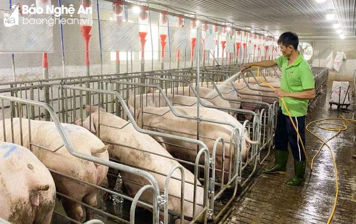 Giá lợn thịt tăng mạnh trong gần 1 tháng nay. Ảnh: T.P