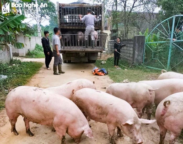 Các thương lái đang thu mua lợn với giá 65.000 - 66.000 đồng/kg. Ảnh: T.P