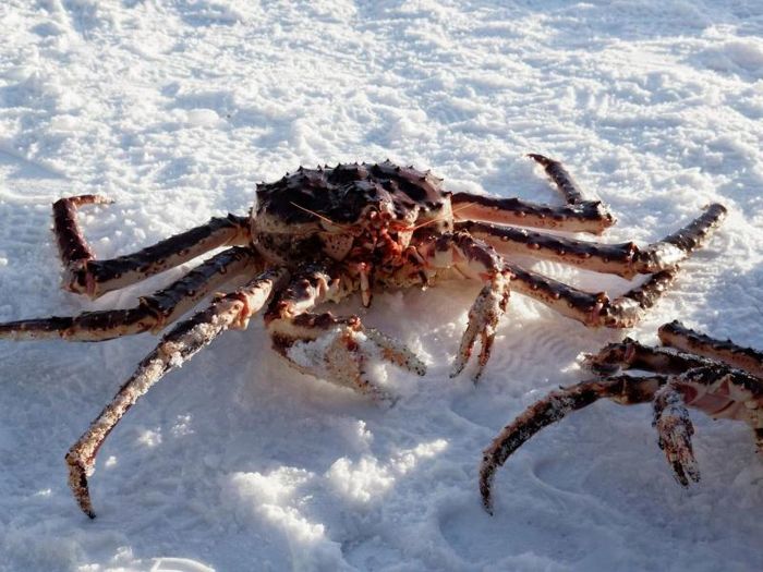 Cua hoàng đế Alaska có thịt trắng ngọt, dai cùng một chút vị mặn đậm đà của biển vô cùng thơm ngon, hấp dẫn có thể được chế biến thành rất nhiều món ngon.