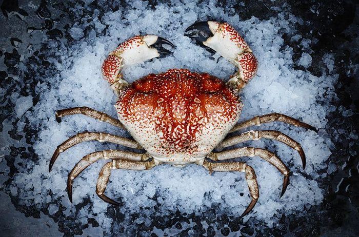 Cua khổng lồ Tasmania là giống cua sống dưới độ sâu hàng trăm mét, trong những khe đá ngầm thuộc vùng biển phía nam Australia. Cua khổng lồ Tasmania gây ấn tượng vì có kích thước thuộc danh sách lớn nhất thế giới,